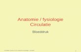 Anatomie / fysiologie Circulatie