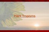 Plant Tropisms