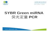 SYBR Green miRNA è§…‰®é‡ PCR