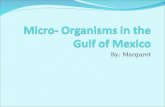 Micro- Organisms in the Gulf of Mexico