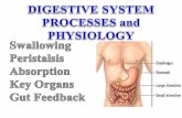DIGESTIVE  SYSTEM  PROCESSES and PHYSIOLOGY