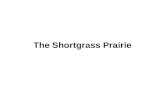 The Shortgrass Prairie