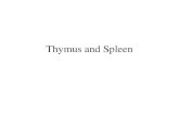 Thymus and Spleen
