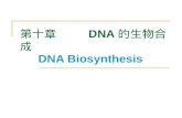 第十章     DNA 的生物合成