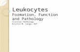 Leukocytes Formation, Function and Pathology Clinical Pathology Kristin M. Canga, RVT