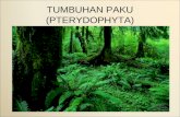 TUMBUHAN PAKU (PTERYDOPHYTA)