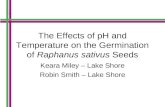 The Effects of pH and Temperature on the Germination of  Raphanus sativus  Seeds