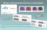 Application of delta- aminolevulinic  acid (  -ALA) on  Azolla  propagation