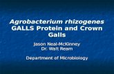 Agrobacterium rhizogenes  GALLS Protein and Crown Galls