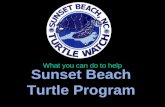Sunset Beach Turtle Program