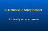 ï-Hemolytic Streptococci