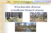 Wrocławskie drzewa  świadkami historii miasta