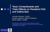 Toxic Contaminants and  Their Effects on Resident Fish and Salmonids