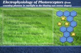 Phototransduction Cascade  quick review Single Cell responses