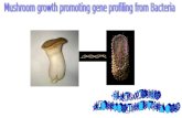 Mushroom growth promoting gene profiling from Bacteria