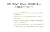 DO NOW: HAVE YOUR CELL PROJECT OUT!