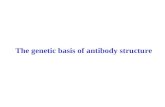 The genetic basis of antibody structure