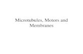 Microtubules, Motors and Membranes