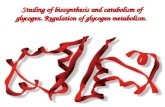 Studing of biosynthesis and catabolism of glycogen .  Regulation of glycogen metabolism.