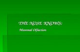 THE NOSE KNOWS: Mammal Olfaction