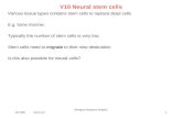 V10 Neural stem cells