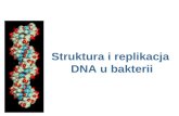 Struktura i replikacja  DNA u bakterii