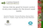 Varroa mite be good for broom control & why size matters for the broom seed beetle