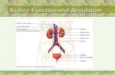 Kidney Function and Regulation