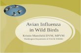 Avian Influenza  in Wild Birds