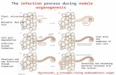 The infection process during nodule organogenesis  ─ occur simultaneously