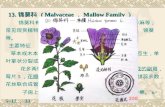 13. 锦葵科  ( Malvaceae ， Mallow Family ）
