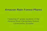 Amazon Rain Forest Plants