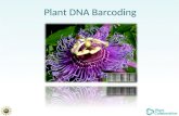 Plant DNA Barcoding