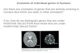 Evolution of individual genes in humans