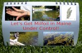 Let's Get Milfoil in Maine Under Control!