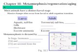 Chapter 18- Metamorphosis/regeneration/aging