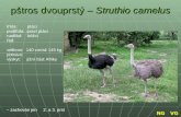 pštros dvouprstý –  Struthio camelus