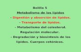 Bolilla 5  Metabolismo de los lípidos -  Digestión y absorción de lípidos.