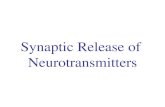 Synaptic Release of  Neurotransmitters