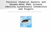 Parallel Chemical Genetic and Genome-Wide RNAi Screens Identify Cytokinesis Inhibitors and Targets