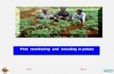 Pest  monitoring  and  scouting in potato