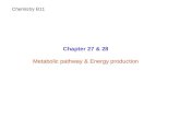Chapter 27 & 28 Metabolic pathway & Energy production