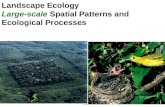 Landscape Ecology Large-scale  Spatial Patterns and Ecological Processes