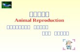 家畜繁殖学 Animal Reproduction