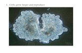 1.  Cells grow larger and reproduce