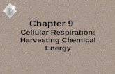 Chapter 9       Cellular Respiration: Harvesting Chemical Energy