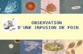 OBSERVATION  D’UNE INFUSION DE FOIN