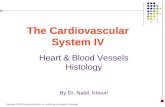 Heart & Blood Vessels Histology By Dr. Nabil, Khouri