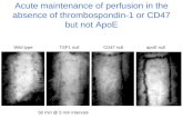Acute maintenance of perfusion in the absence of thrombospondin-1 or CD47 but not ApoE