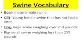 Swine Vocabulary